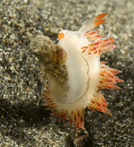 flabellina trilineata